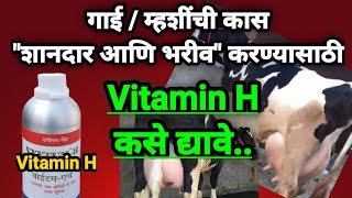 गाई म्हशींची कास शानदार आणि भरीव करण्यासाठी Vitamin H कसे द्यावे | Vitamin H | गाईची कासेसाठी उपाय