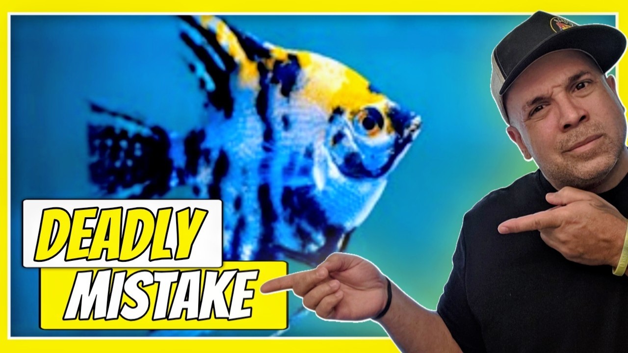 6 Freshwater Angelfish MISTAKES You’re Probably Making RIGHT NOW!