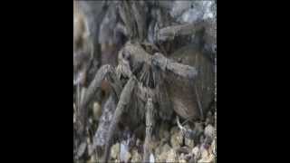 Hogna radiata eating Tenebrio molitor
