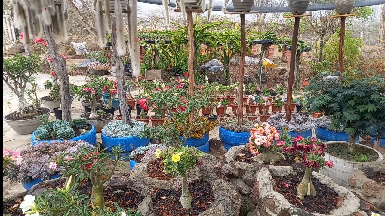 Como estão as glaucas de venda + chuvinha abençoada 