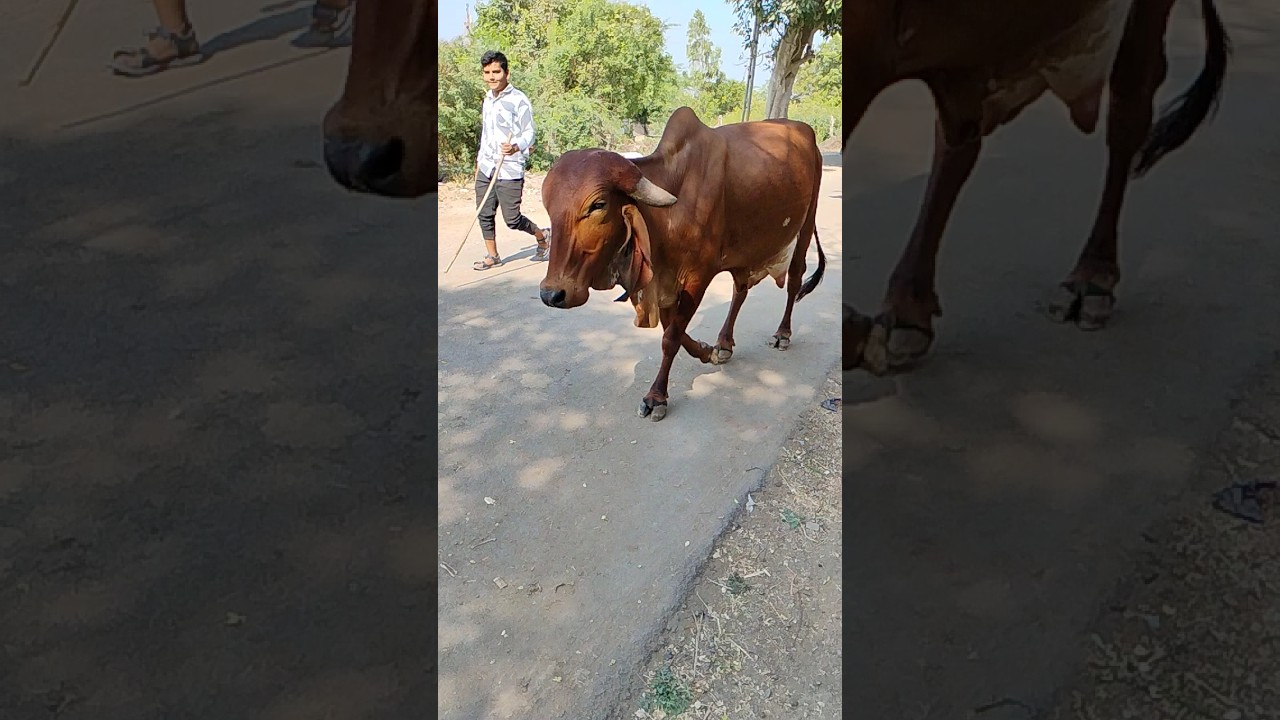 ગાયુ ના ગોવાળિયા 