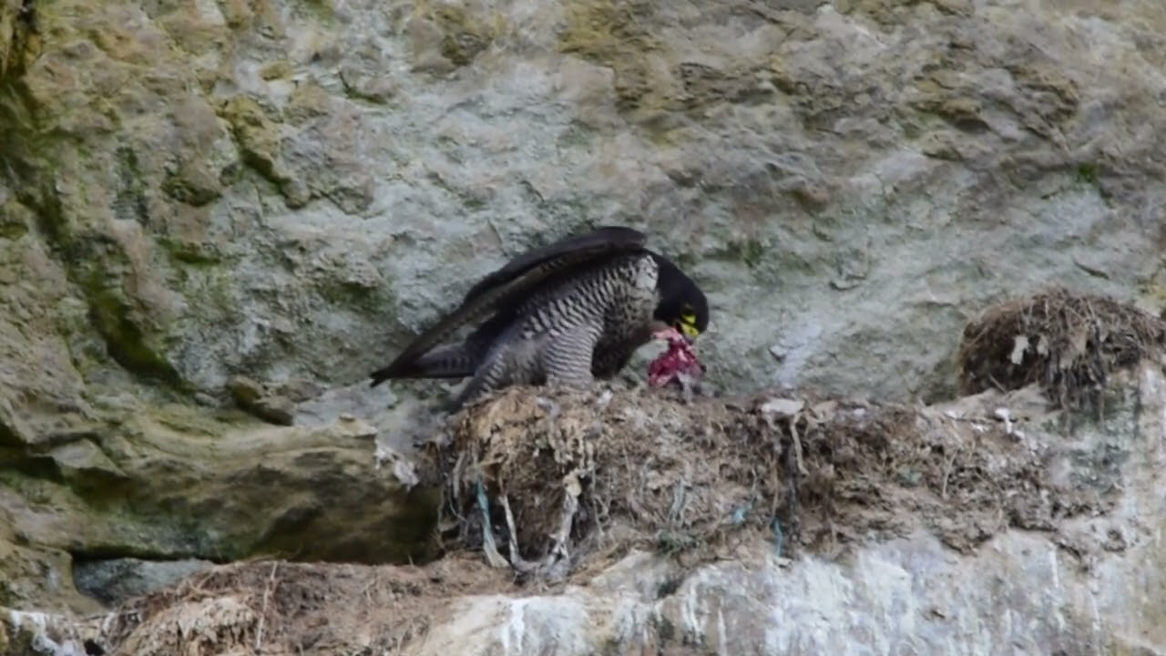 Peregrine Falcon feeding its chicks (Close up)
