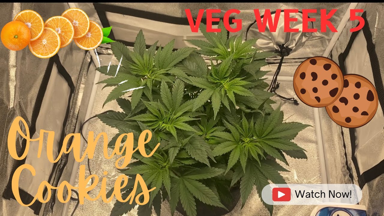 Secret Feeding Schedule Revealed for Insanely Delicious Orange Cookies Cannabis - Week 5 Veg Update!