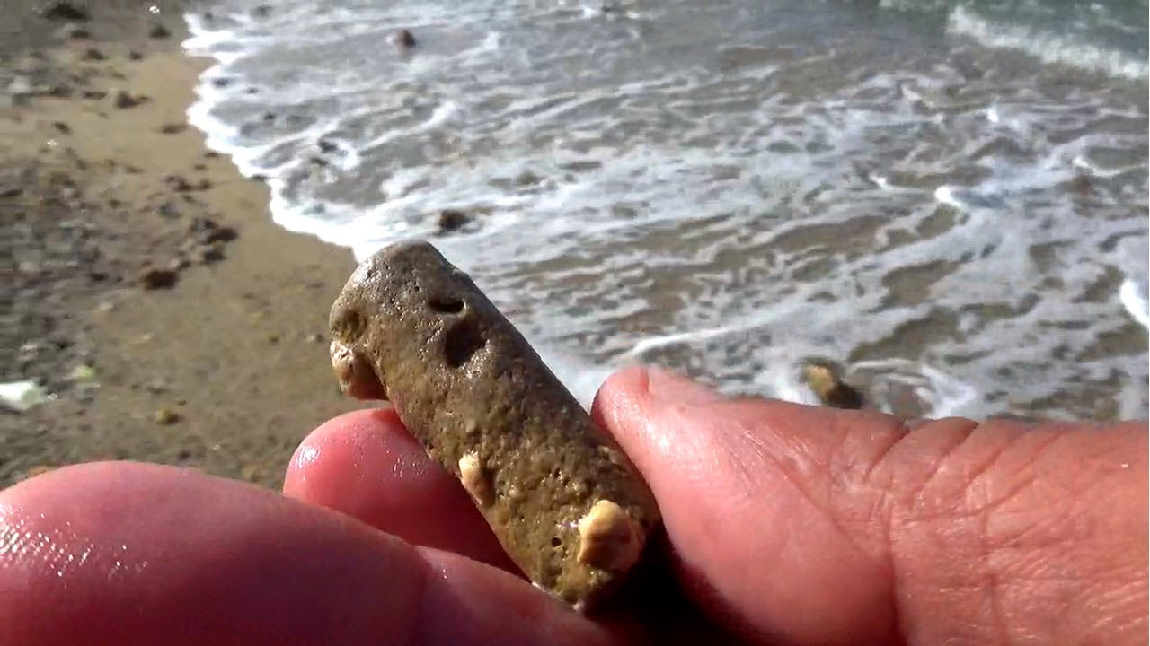 البحث عن المرجان والاصداف البحرية