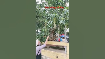 Lộc vừng cổ thụ