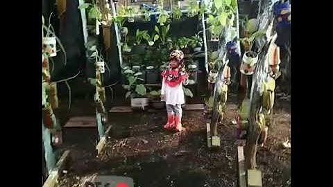 Shanum panen tomat di kebun belakang rumah