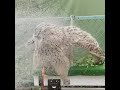 cute fluffy Owl shower time