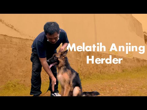 Video: Cara Melatih Anak Anjing Gembala Jerman Anda