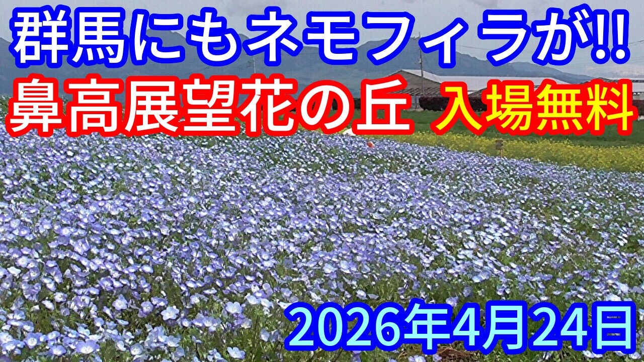 Nemophila in Gunma too!!] Hanadaka Observatory Flower Hill Free