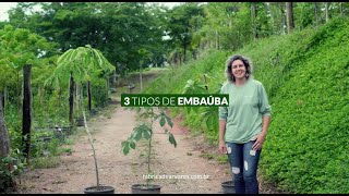 Diferenças entre as embaúbas