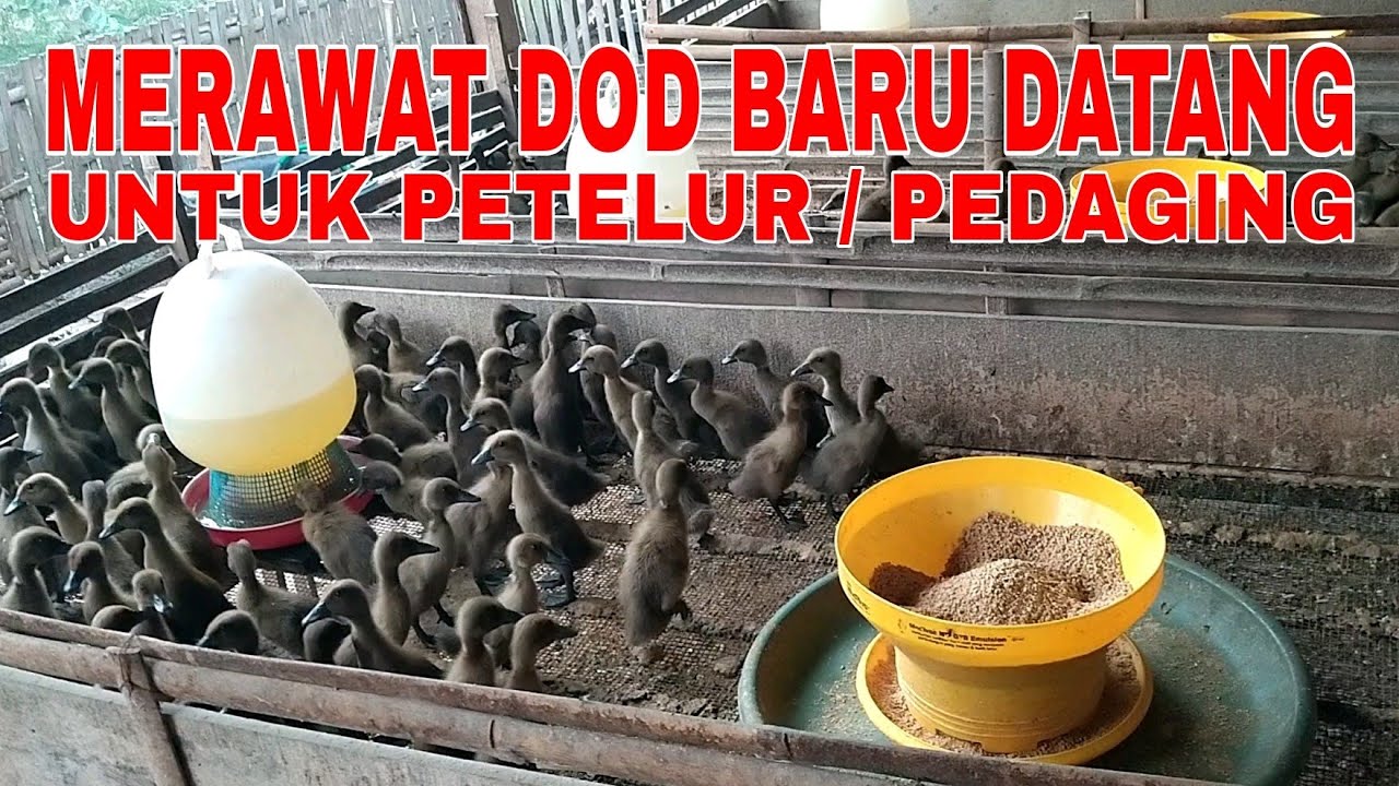 DOD bebek Pedaging & bebek petelur umur 6hari & 1hari