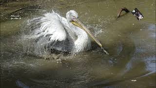 Le Pélican Frisé Fait Partie Des Plus Grands Et Lourds Oiseaux Du Monde Capables De Voler - Upie