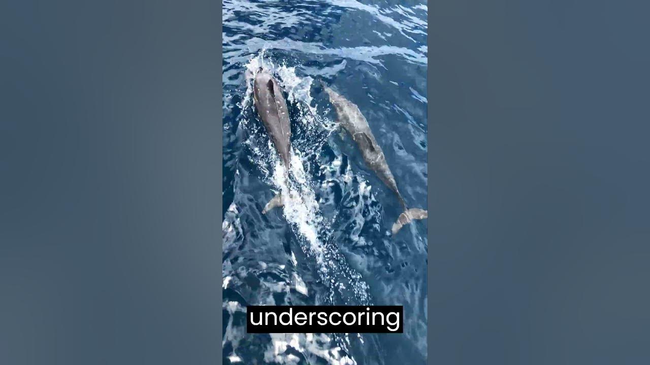 Dolphins Intelligent Marine Wonders in Need of Conservation - YouTube