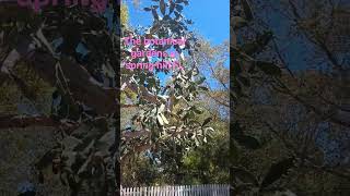 The Botanical Gardens In Spring Hill Fl flowers gatden