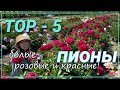 ТОП-5 пионов - красные, розовые, белые / Сад Ворошиловой