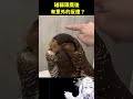 【日籍台V】試著摸看看貓頭鷹咖啡店的貓頭鷹... #Vtuber #shorts