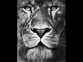 Afrokan je suis un lion official clip 2018