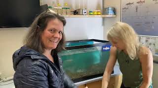 Trout in the Classroom Tank Set Up