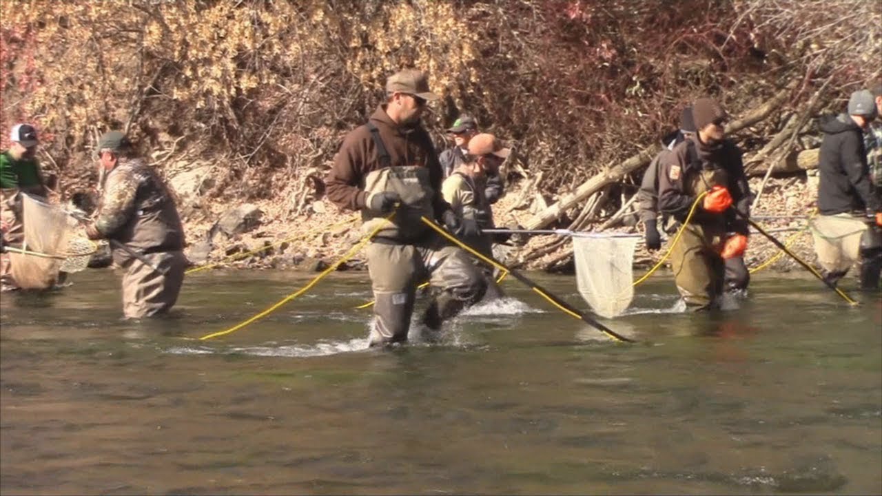 Lower Provo River Fish Sampling Utah YouTube