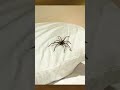 VIDEOS QUE TE HELARAN LA SANGRE CUANDO TE DES CUENTA #shorts