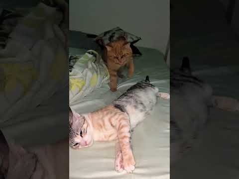 جبته يتجوزها بقا يغير عليها منى 