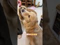 Why did Niu Niu’s nutritious meal turn into ham sausage? My dog ​​and I. Cute dog’s debut plan.