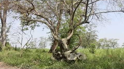 Tê giác 1 sừng Ấn Độ trước nguy cơ tuyệt chủng