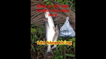Chia sẻ mồi câu cá tra sông và cái kết.