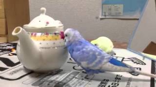 セキセイインコ　おしゃべりピース急須編