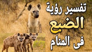 تفسير حلم رؤية الضبع فى المنام للرجل والمرأة