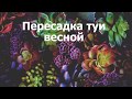 Пересадка туи весной