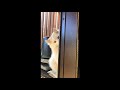 野良の子猫が部屋を覗き見する姿が可愛すぎる