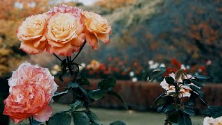 Красивая душевная музыка ~ Эрнесто Кортазар - Осенняя роза / Ernesto Cortazar - Autumn Rose