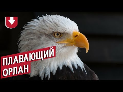 В США по озеру плыл... орлан. Необычный заплыв сняли на видео