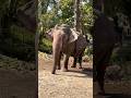 Cute elephant 🐘😍❤️#youtubeshort #elephant #ytshorts #animalshorts #trending #trendingvideo #yt