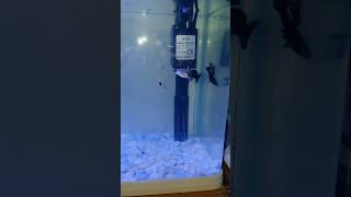 best guppy breeding setup #guppyfishtank #fishkeepinghobby #FishKipper #viralshortvideo #viralreel