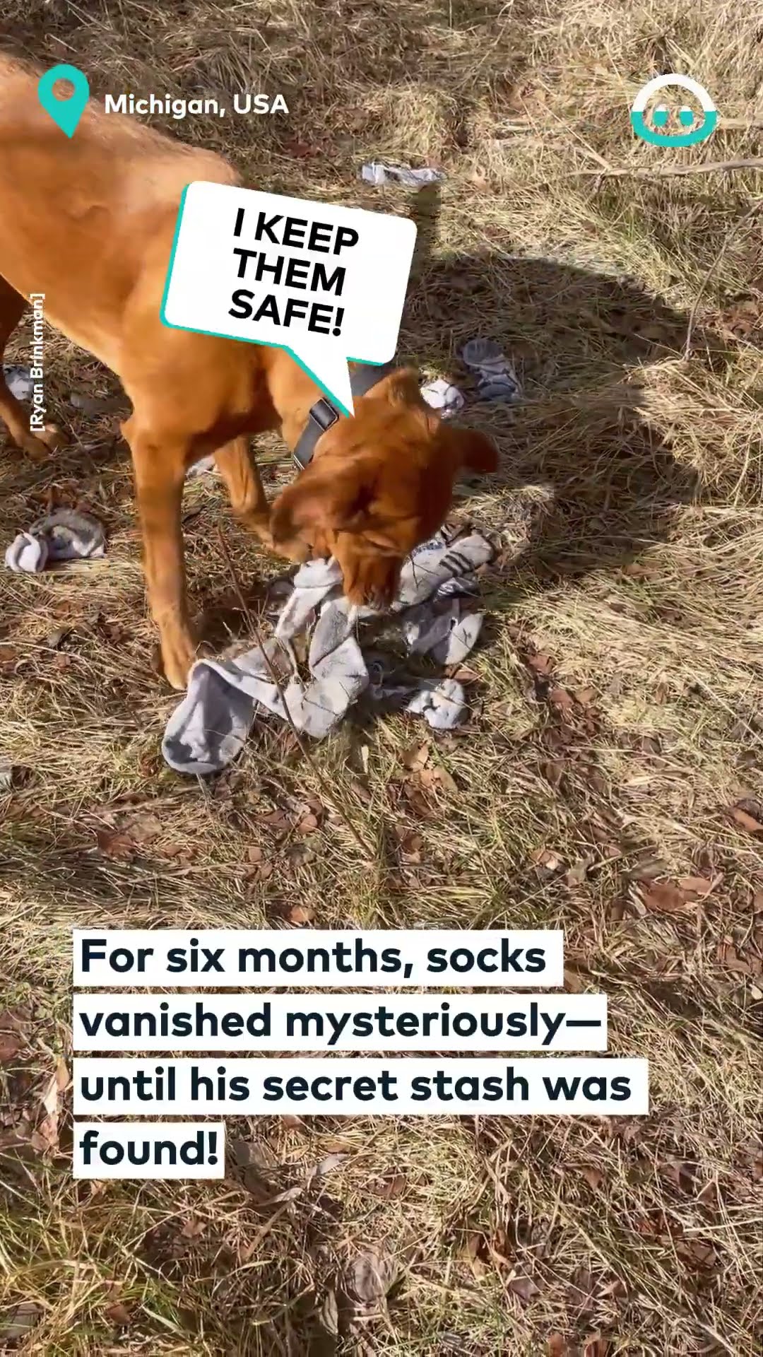 Dog's Secret Sock Stash || ViralHog