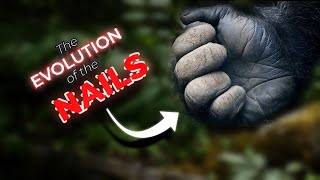 The Evolution Of The Nails