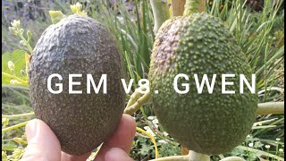 ROUND 2: What is the Best Avocado Tree to Grow in a Container? GEM vs. GWEN.