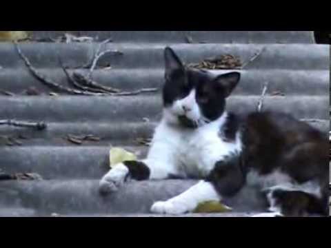 Хвостик и Мяус Брат и сестра