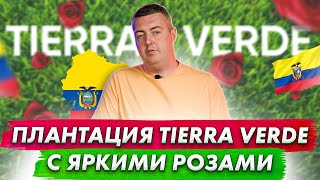 видео: Микс роз | Candlelight, Country Blues, Mandala, Explorer, Lusiana | Плантация Tierra Verde | Эквадор картинка: Микс роз | Candlelight, Country Blues, Mandala, Explorer, Lusiana | Плантация Tierra Verde | Эквадор