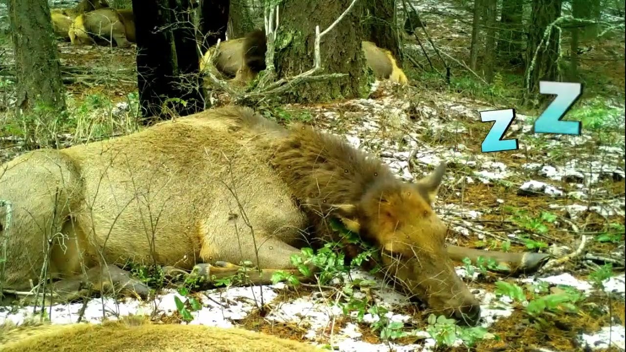 Sleepy elk on trail camera