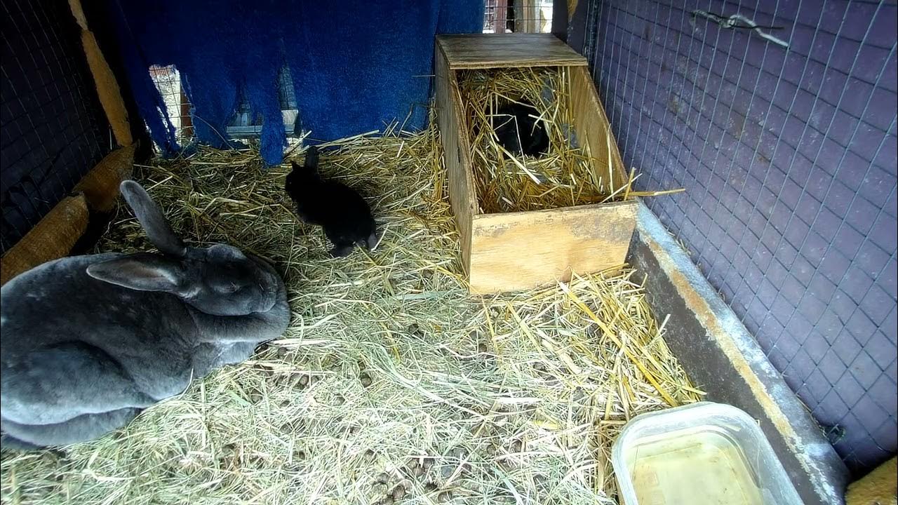 Mikuni BS34 constant velocity (CV) YouTube