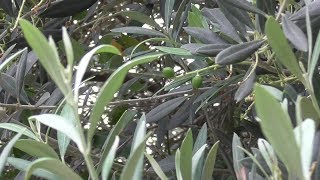 受粉して着果したオリーブの木。オリーブの挿し木再トライ③(2019.06)　Olive　cuttings