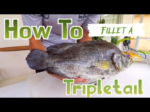 Filleting Fish With A Sea Grant Agent: Atlantic Tripletail 