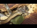 Ivory Millipede Feeding (Repashy Morning Wood Review)