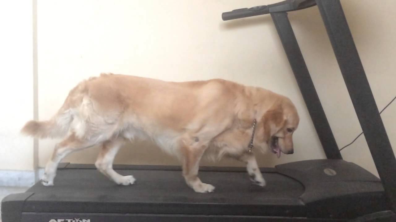 Dexter on Treadmill Golden Retriever YouTube