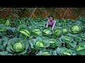 Giant Cabbage I Have Never Seen! Making a Variety of Different Dishes!