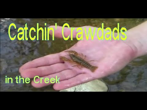 How to Catch Crawfish in the Creeks - North Carolina 