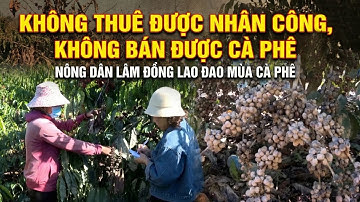 Không thuê được nhân công, không bán được cà phê - Nông dân Lâm Đồng lao đao mùa cà phê